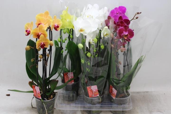 Phal El Cascade 12P 45H 2TAK 16bloem 23bloei