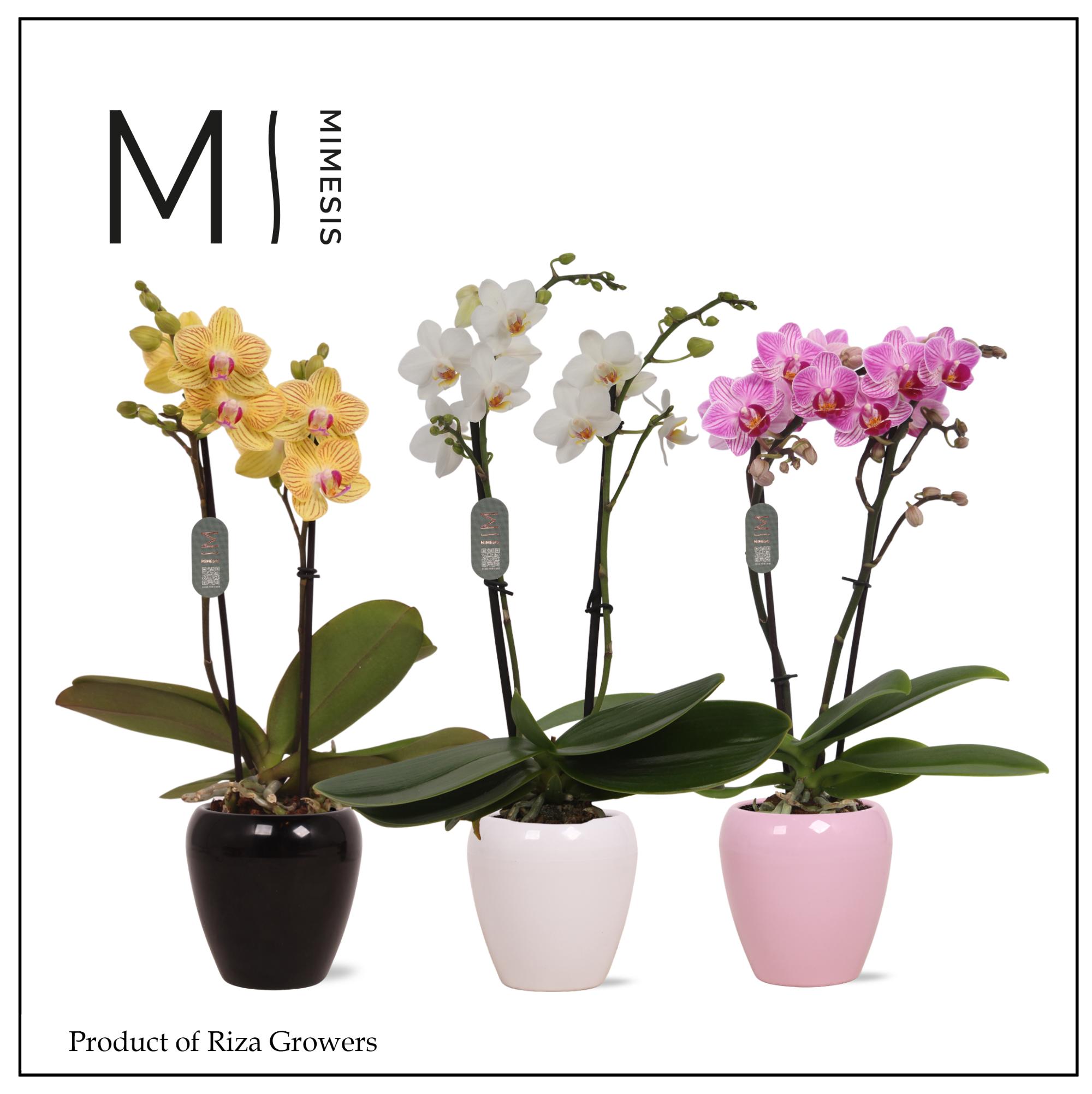 Picture of Phal. Mix Mimesis - 2 spike 7cm in Martine Mix Ceramic P7 30CM