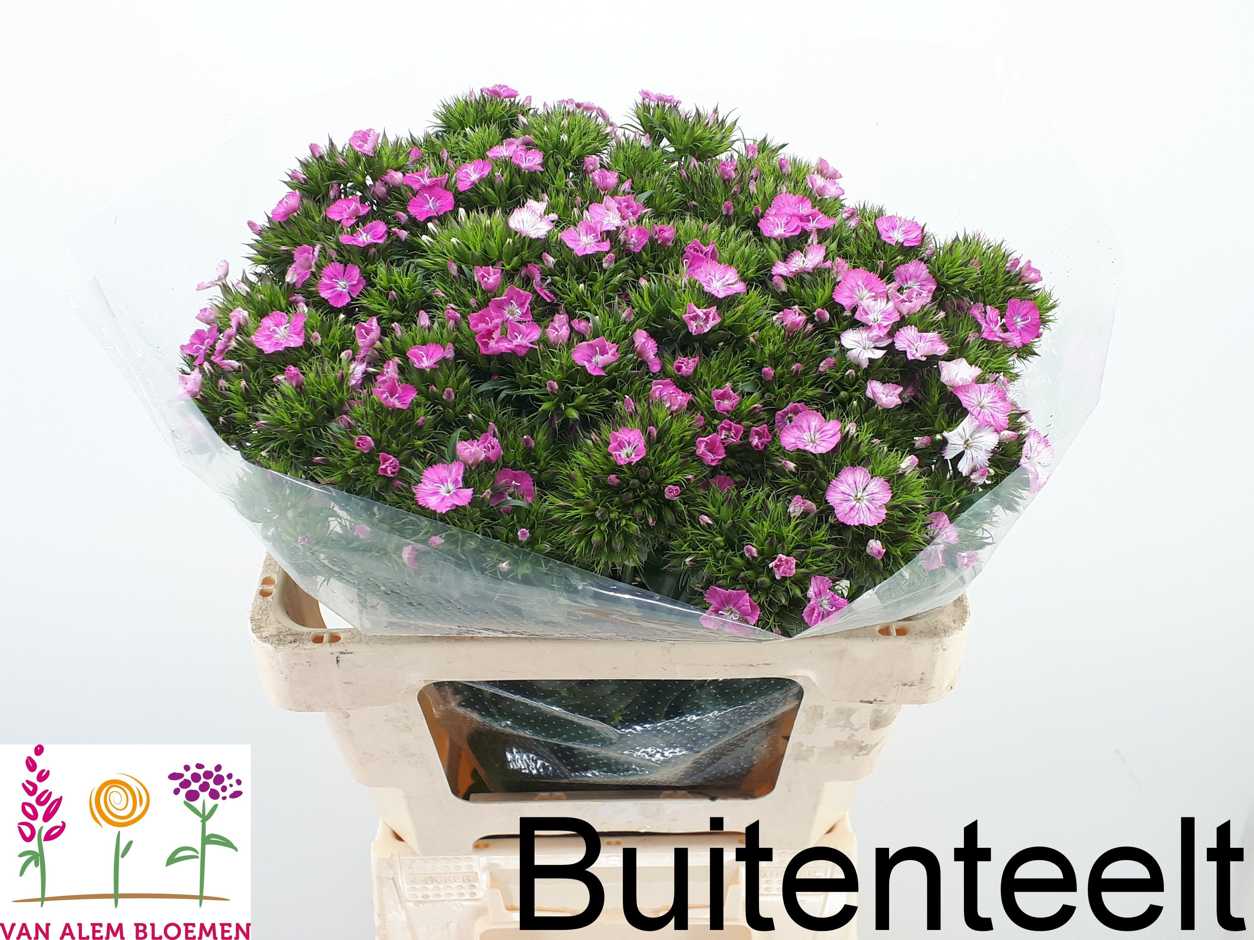 Dianthus Barb Neon Pink 50cm