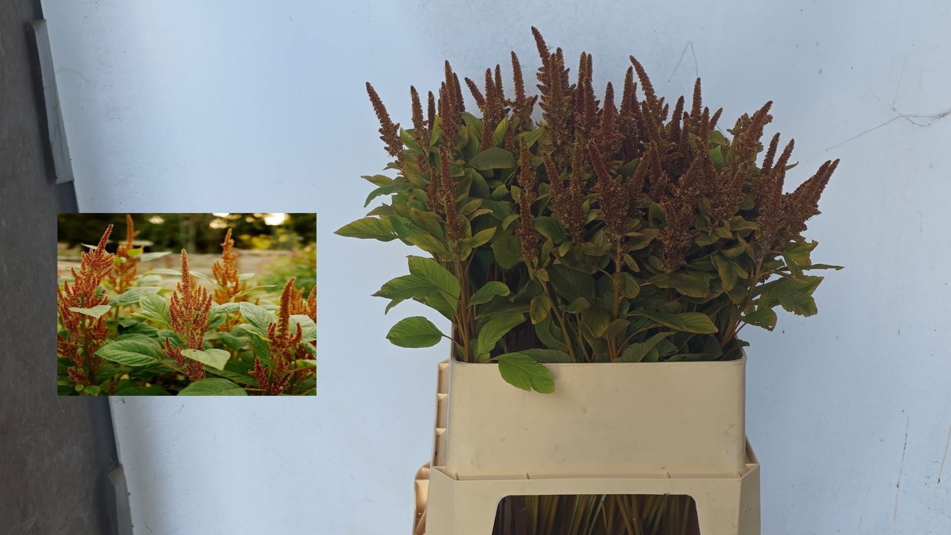 Amaranthus Hot Biscuits 80cm