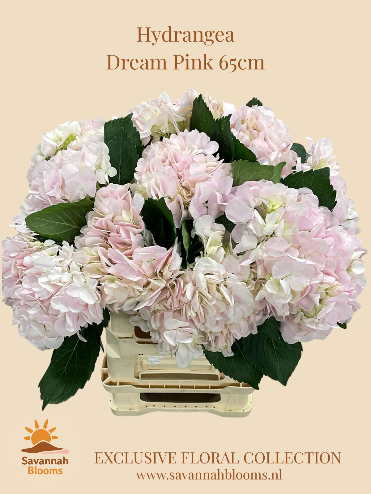 Hydrangea Dream 60cm 18Ø