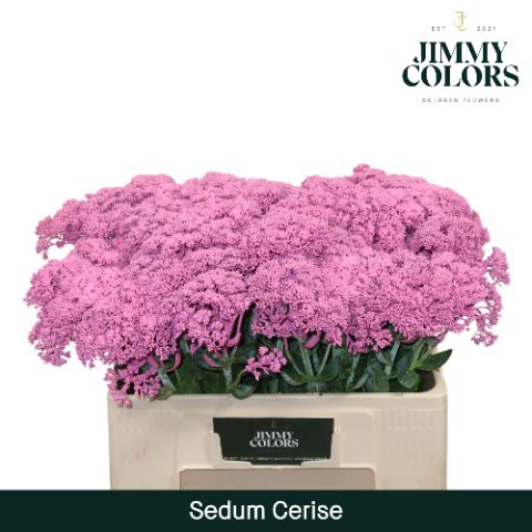 Sedum L55 Cerise