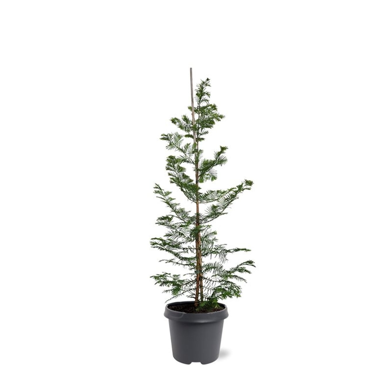 Metasequoia glyptostroboides