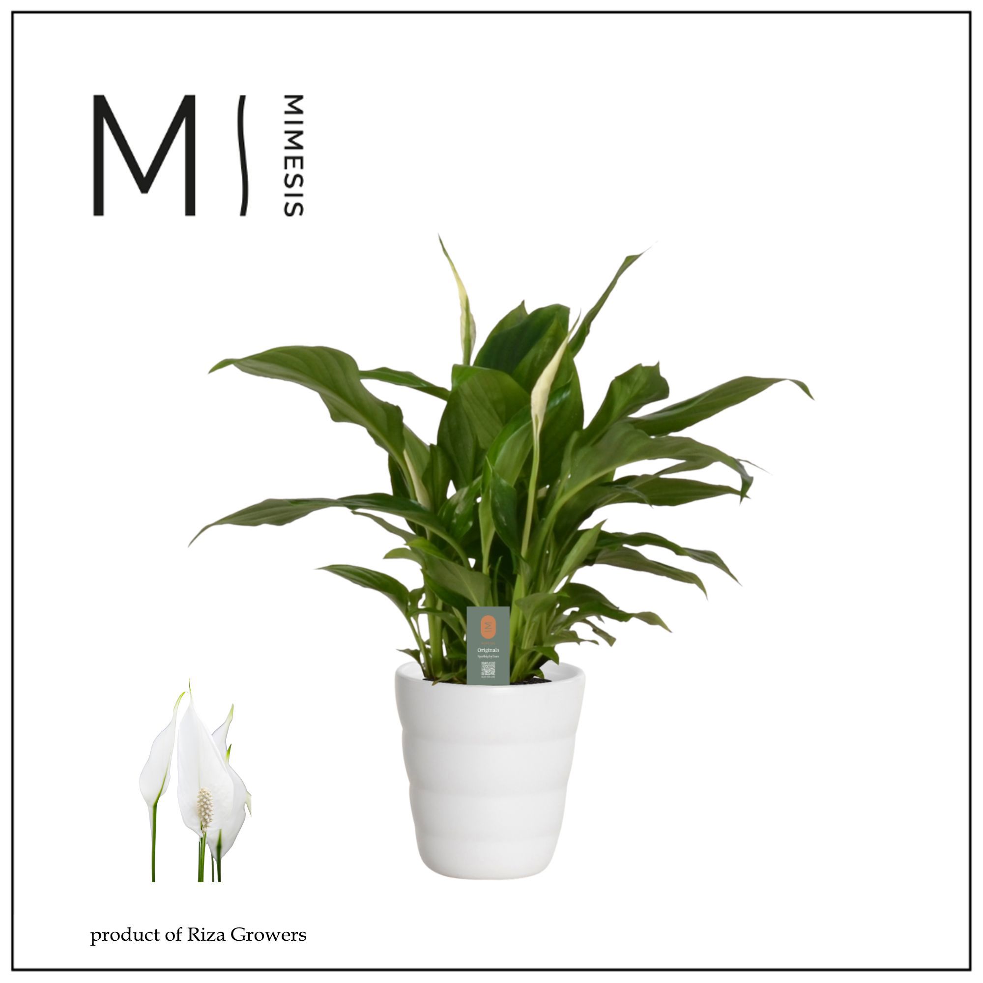 Mimesis Spathiphyllum Chopin - 9 Cm In Laura Keram