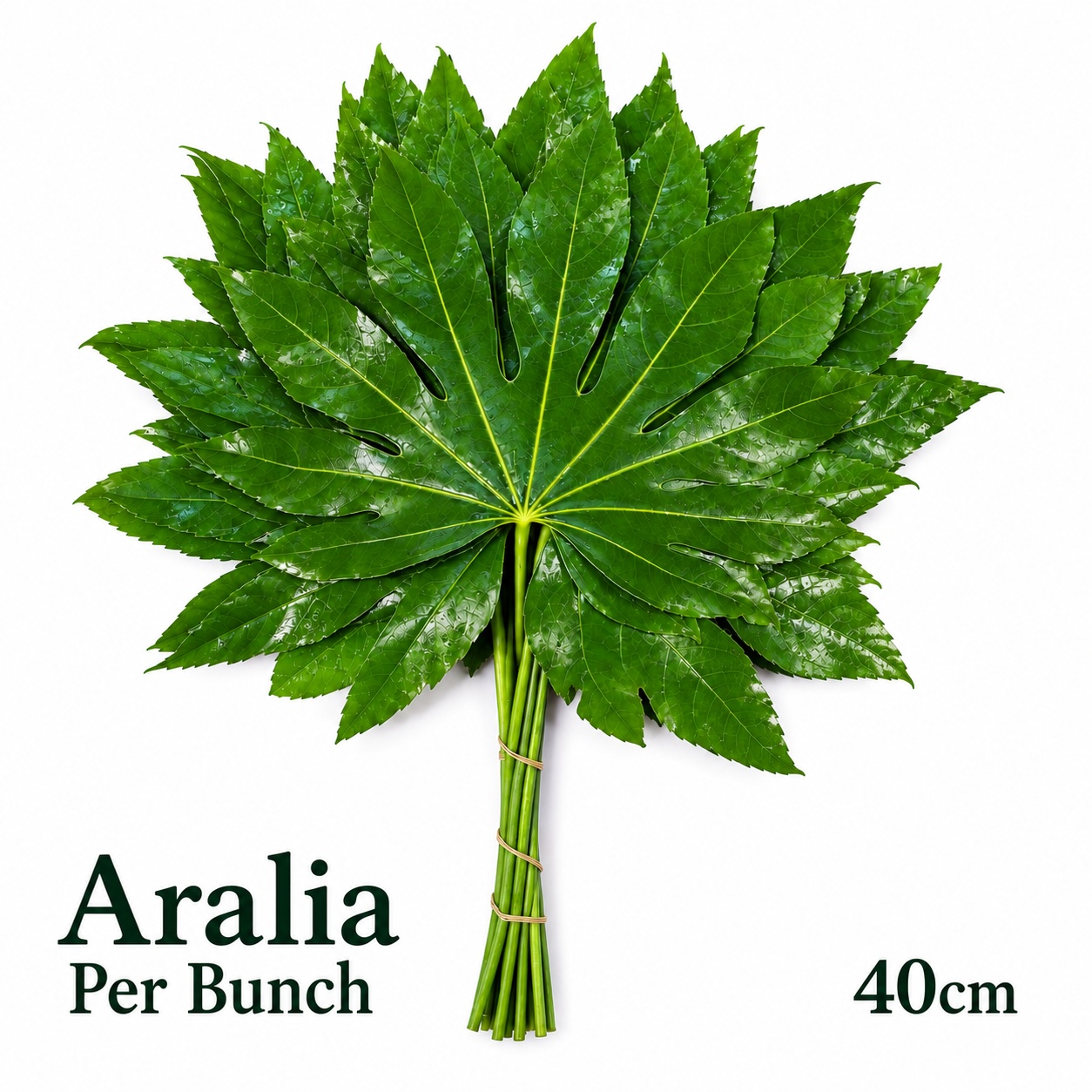Fatsia Japonica Bs