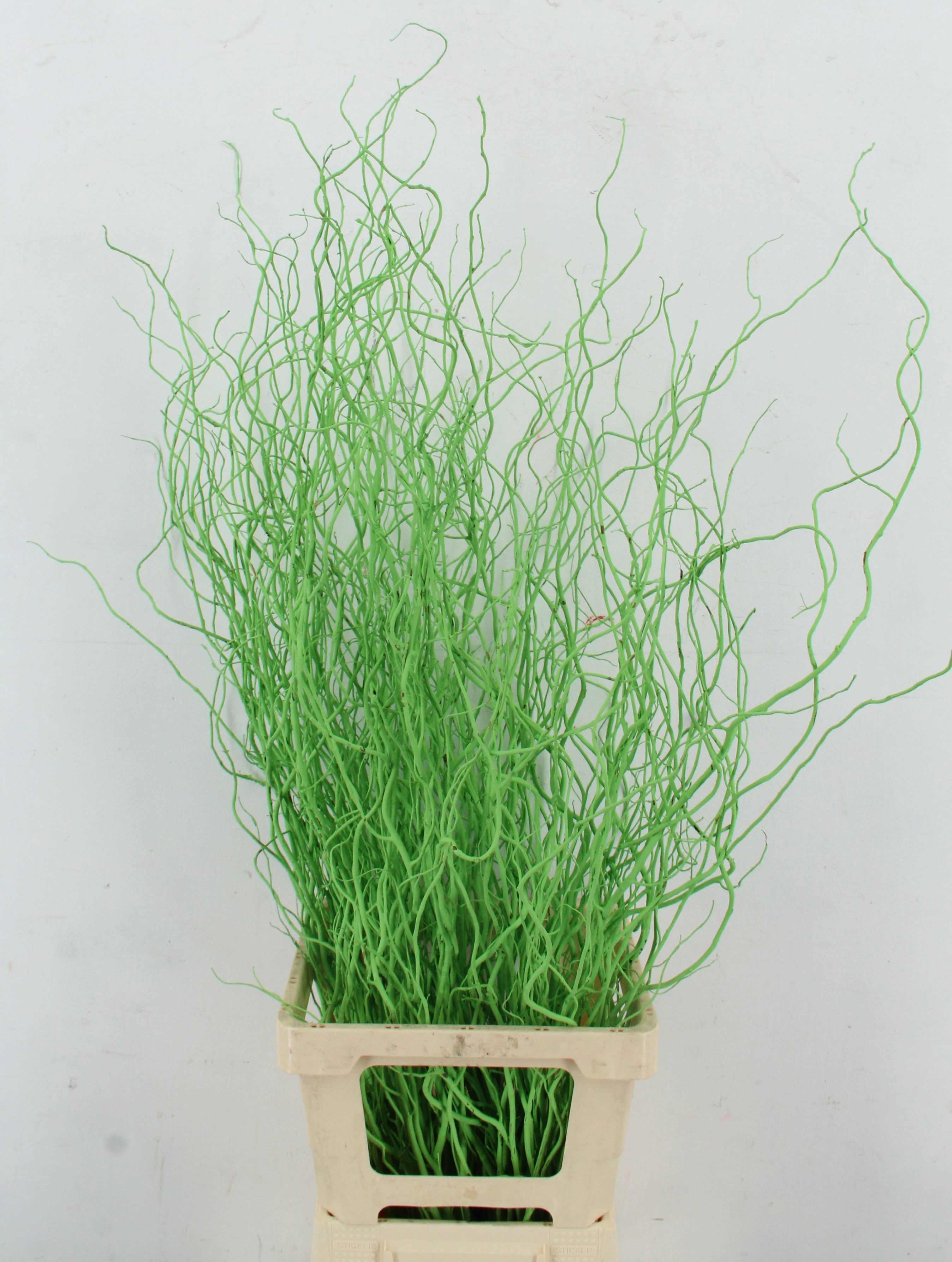 Salix Ov Klb H%