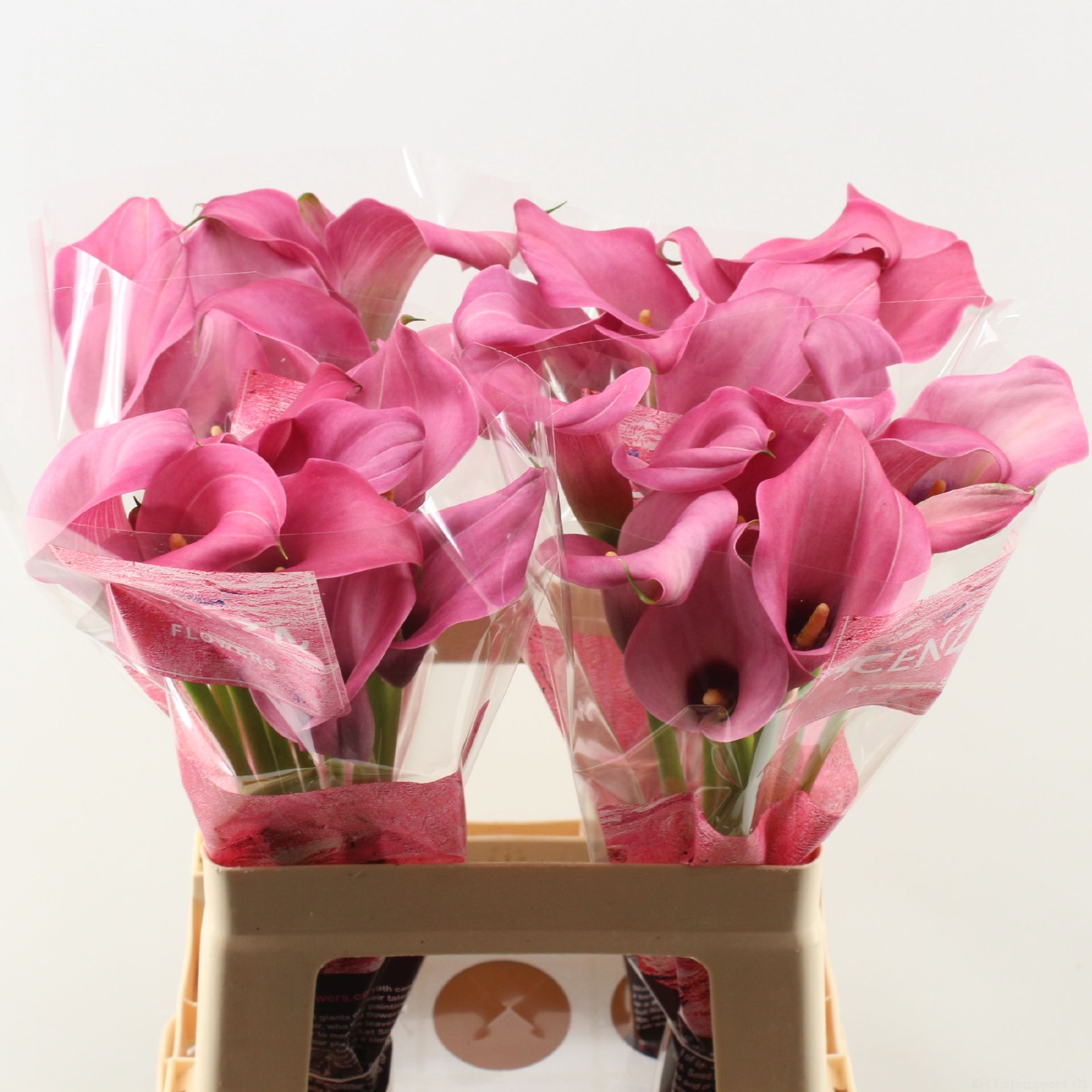 Calla Zazu 60cm