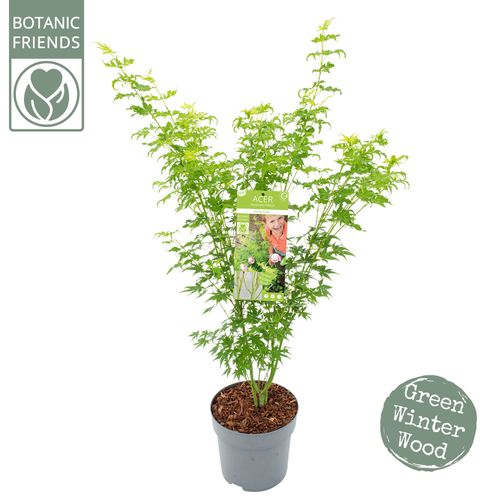 Acer palm. 'Going Green' p24 Son