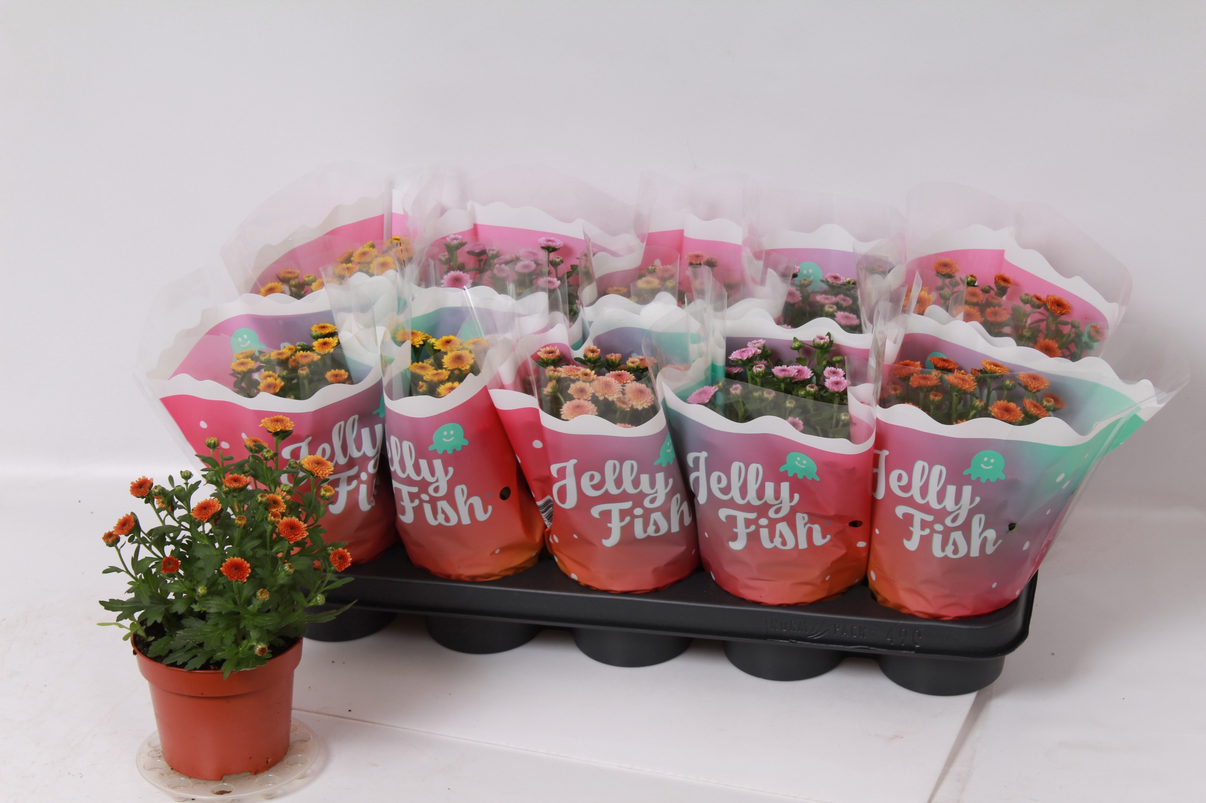 Chrys Jellyfi Gem 12Ø 26cm
