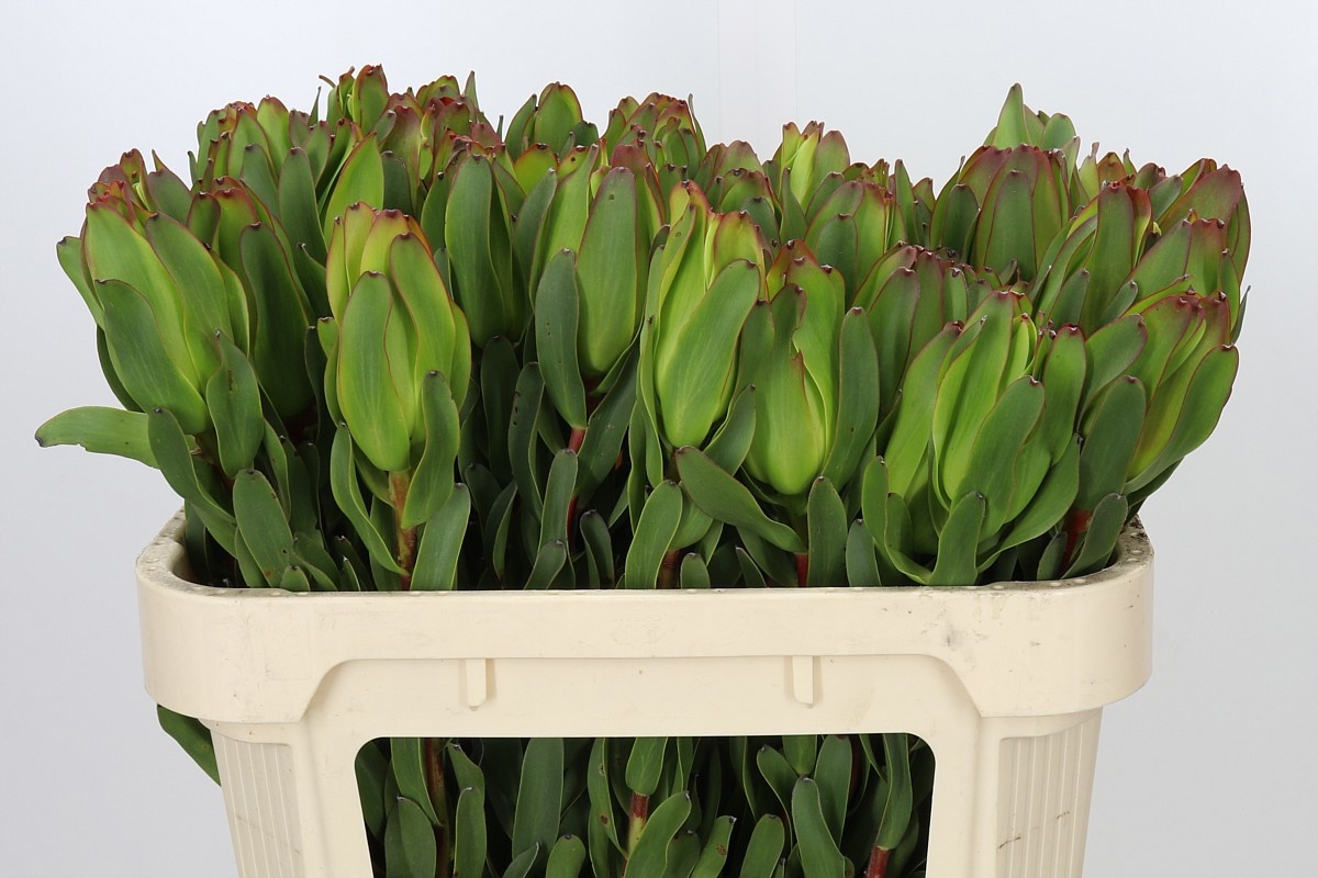 Leucadendron Laurel Ylw 70cm