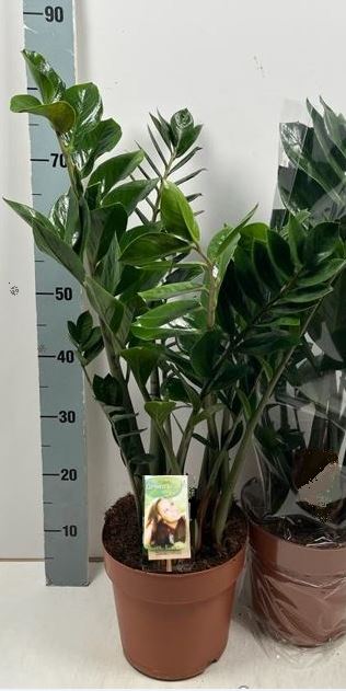 Picture of Zamioculcas zamiifolia 6+ leaf P21 80CM (LOOSE)