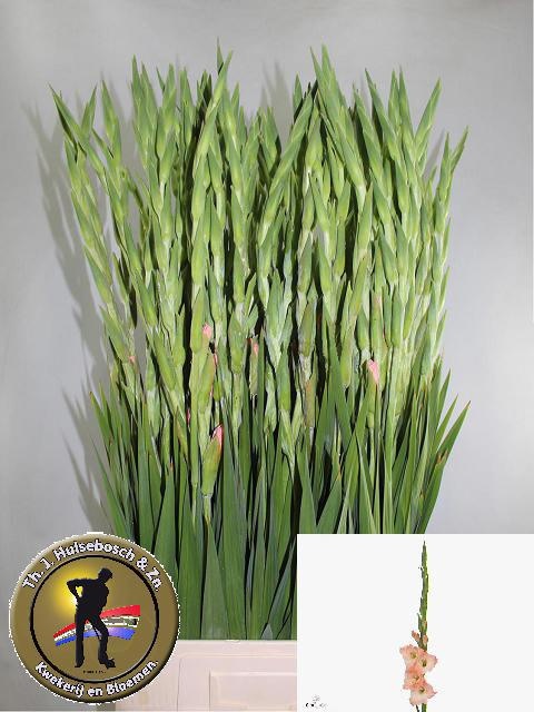Gladiolus Karma 100cm 100gram
