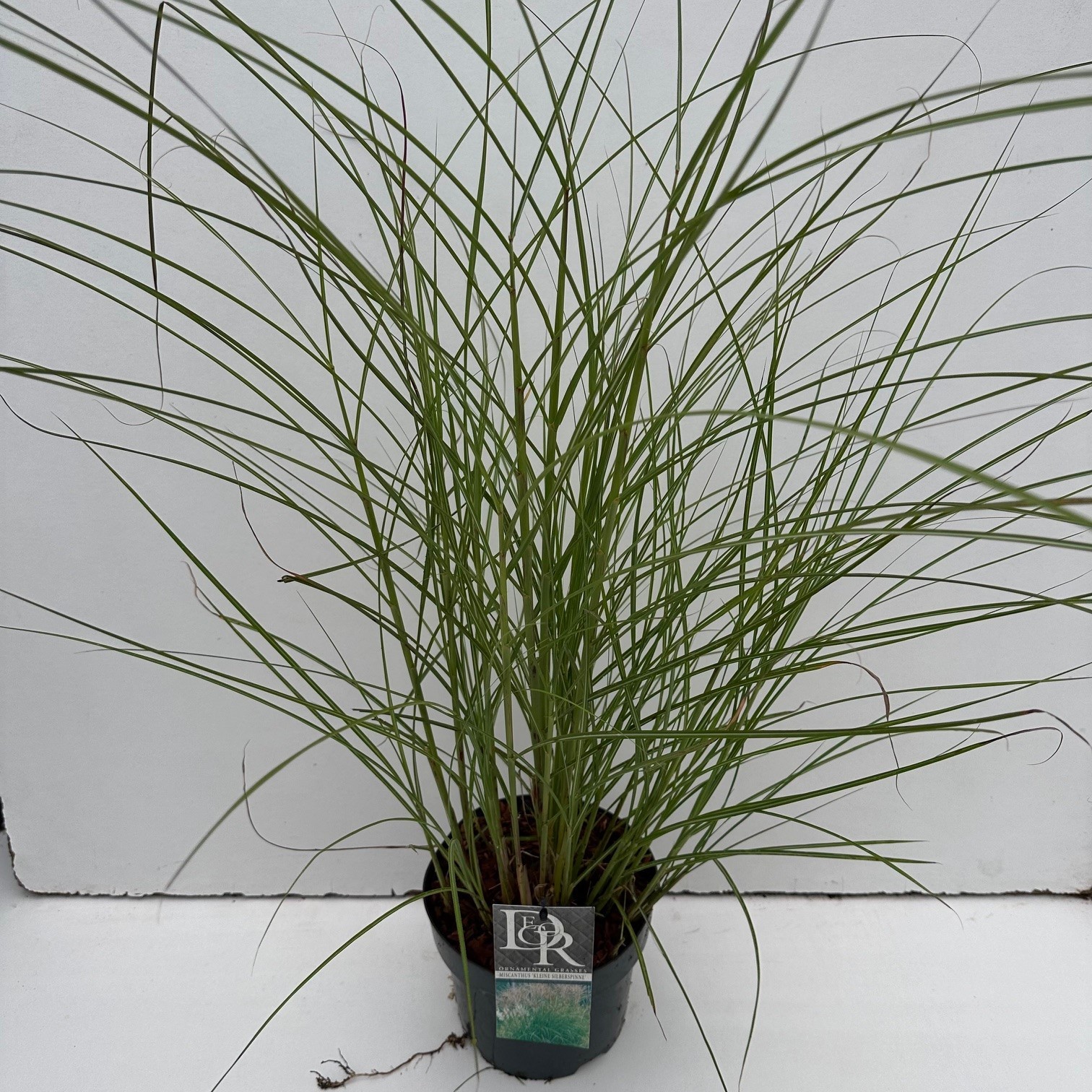 Picture of Miscanthus Kleine Silberspinne P19 (3 Ltr) (LOOSE)