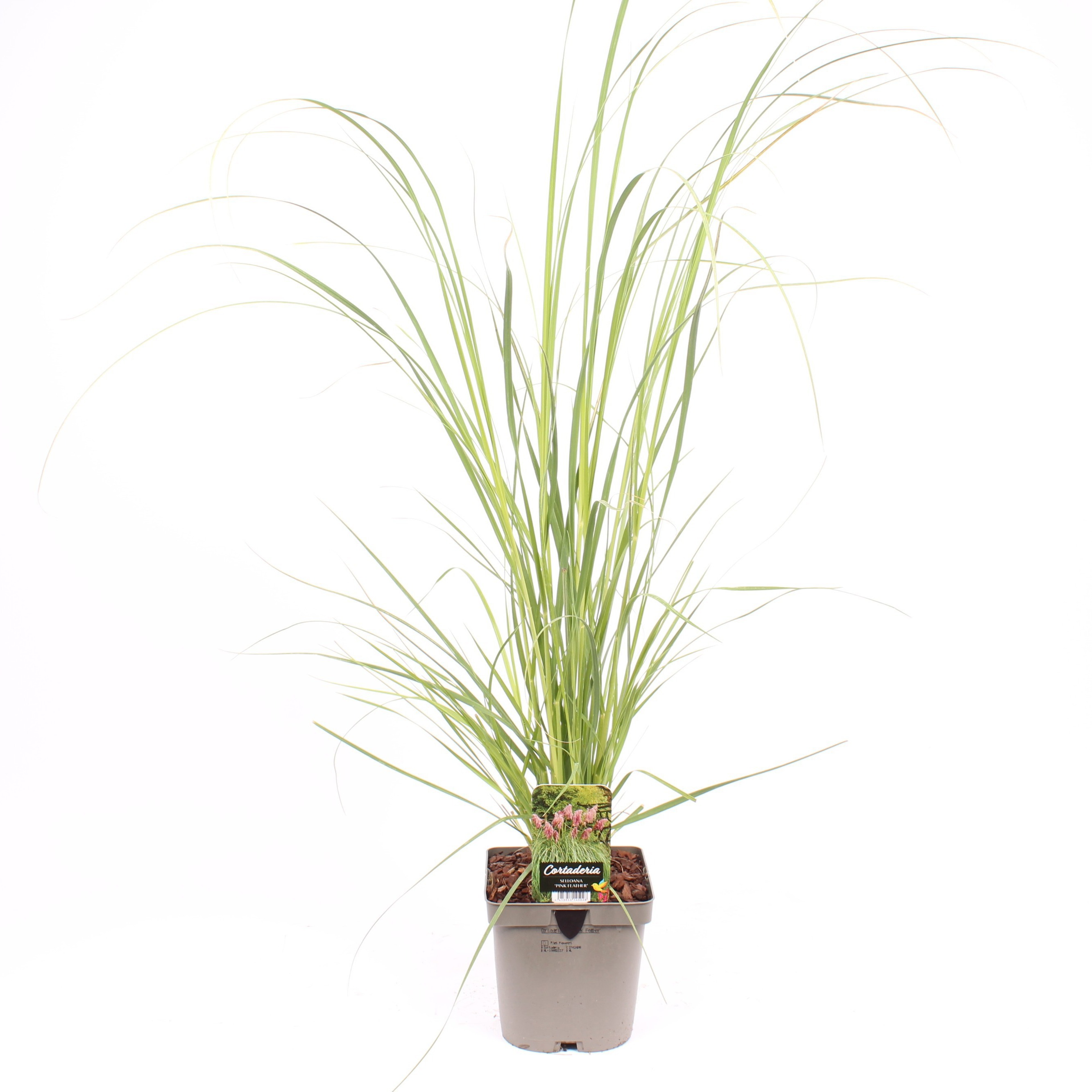 Cortaderia selloana 'Pink Feather'