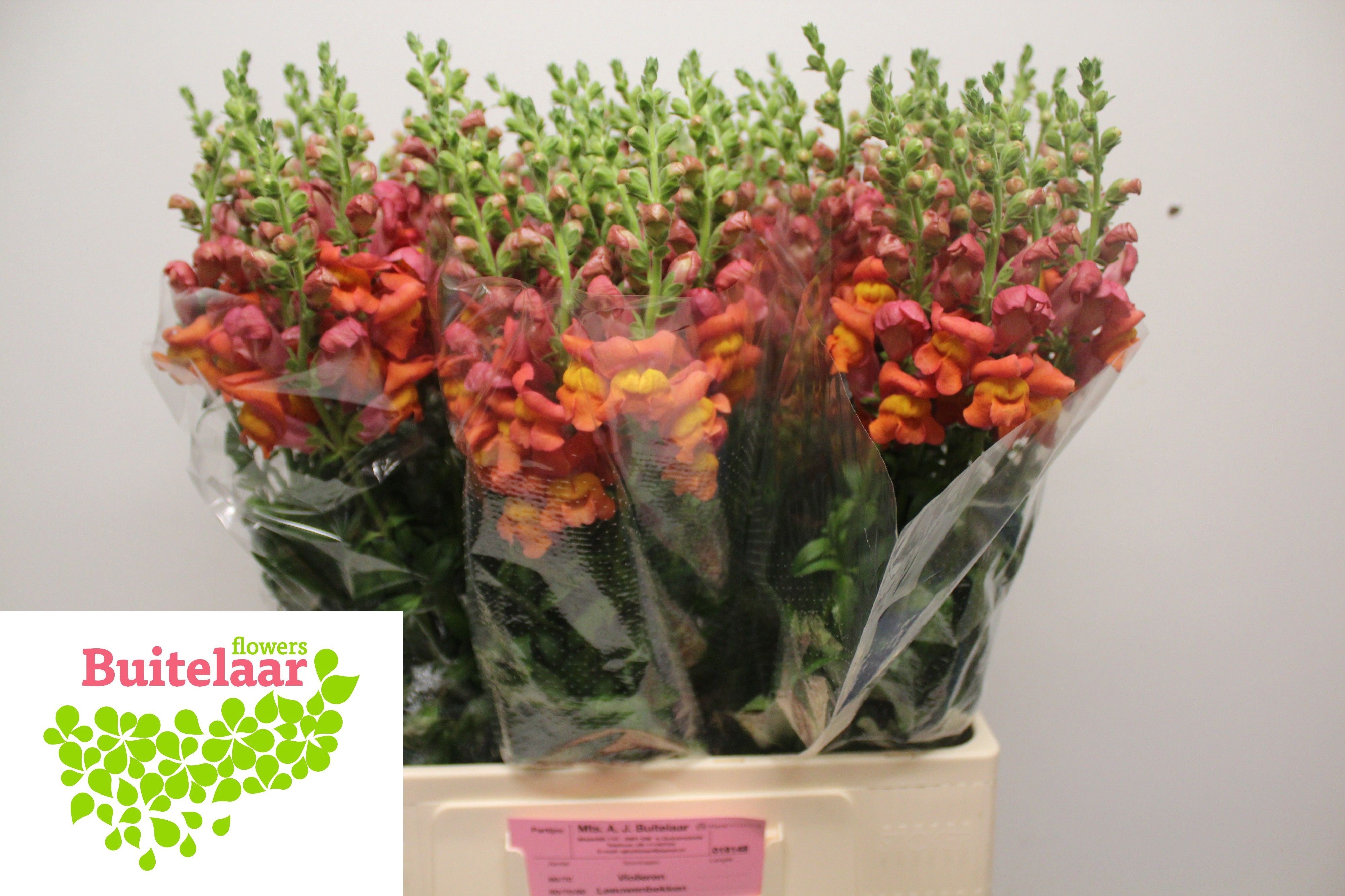 Antirrhinum Poto Dark Orange 60cm