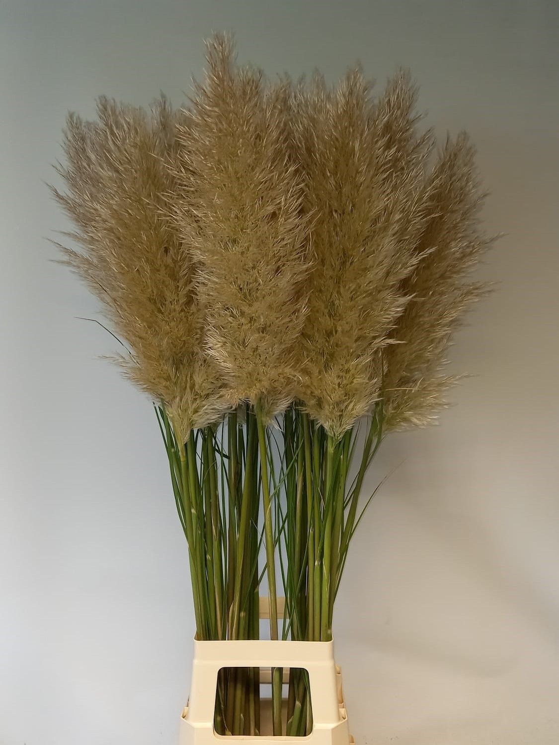 Cortaderia 130cm