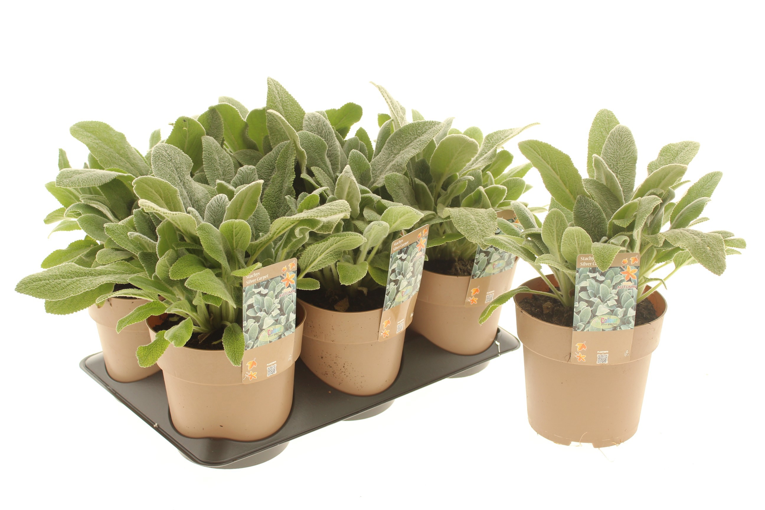 Stachys byzantina 'Silver Carpet'