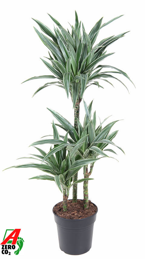 Picture of Dracaena Warneckei 60-30-15 P21 110cm