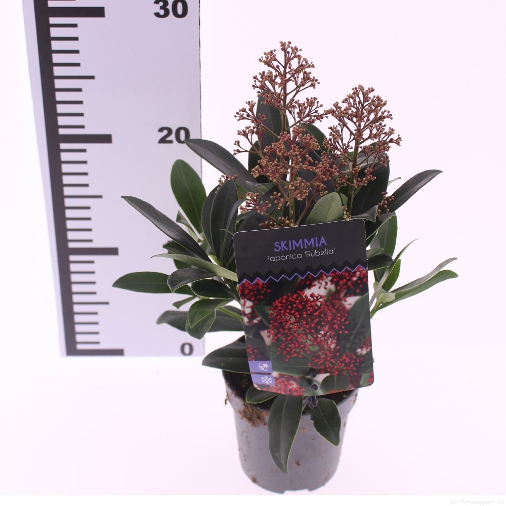 Picture of Skimmia jap. 'Rubella'