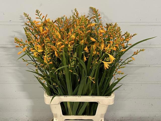 Crocosmia George Davids 70cm