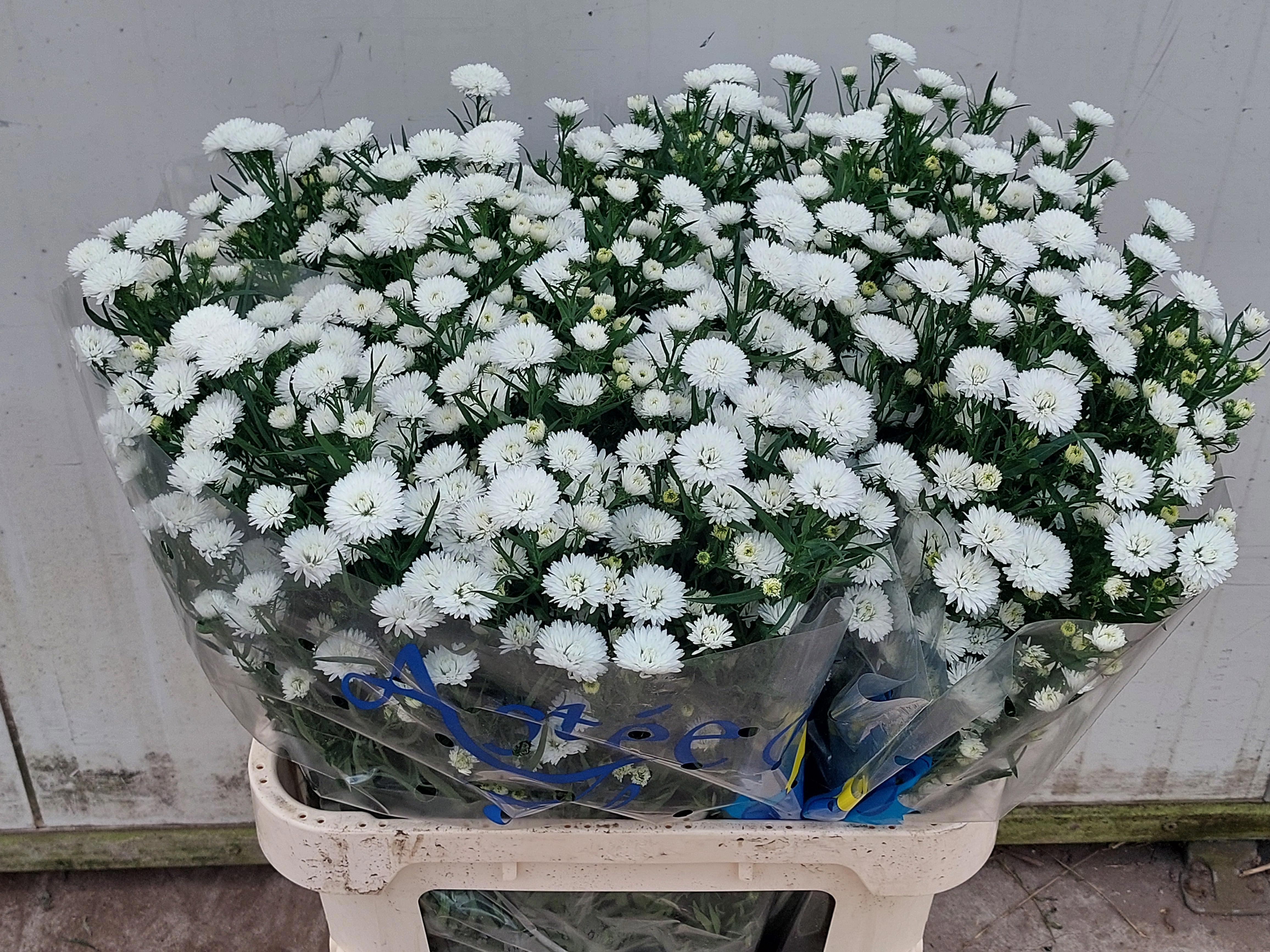 Aster Pretty Wendy 80cm 35gram