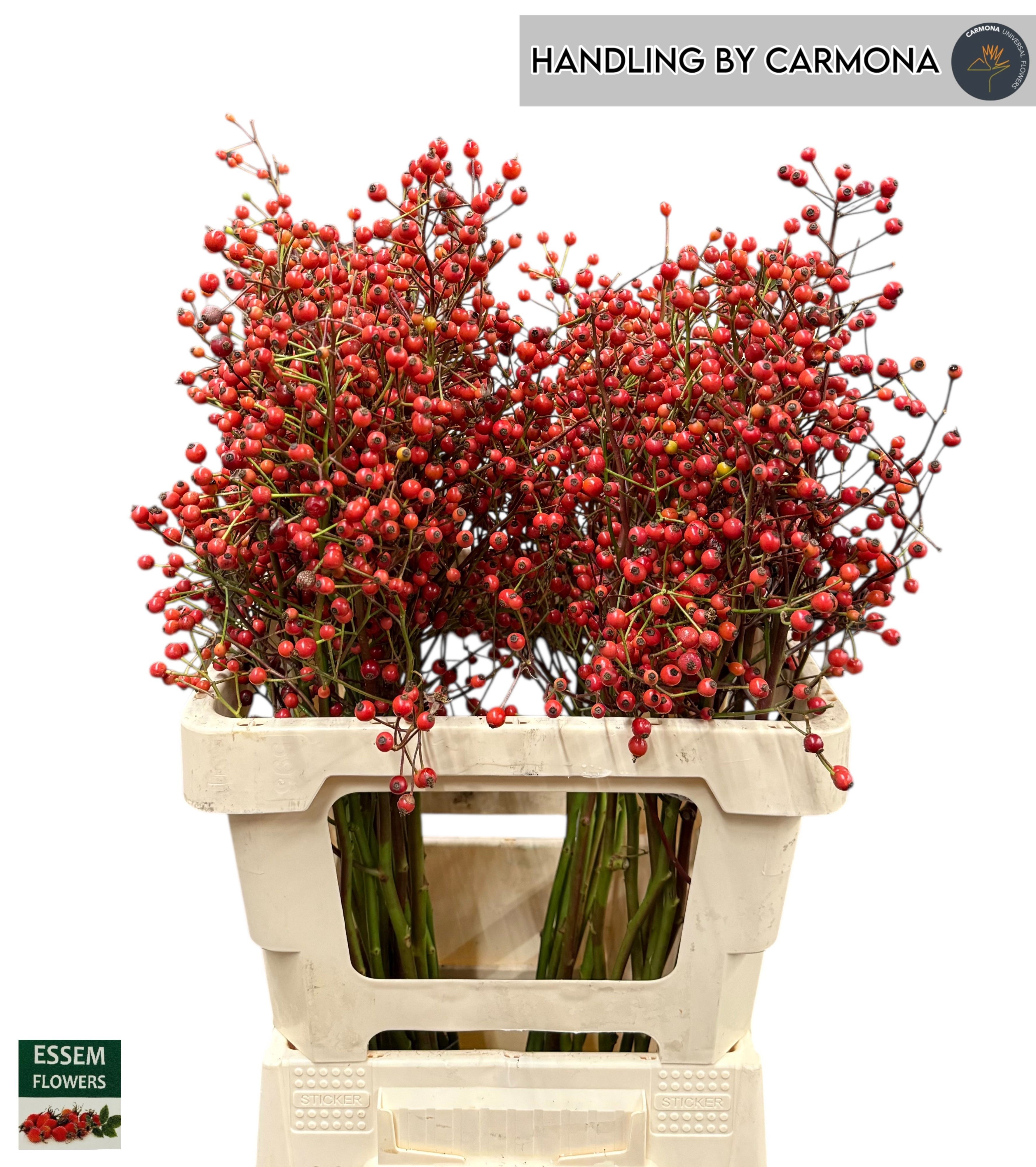 Rosa Plenty 60cm