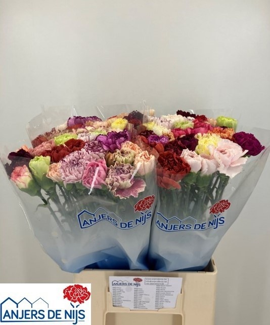 Dianthus St Mixed 60cm