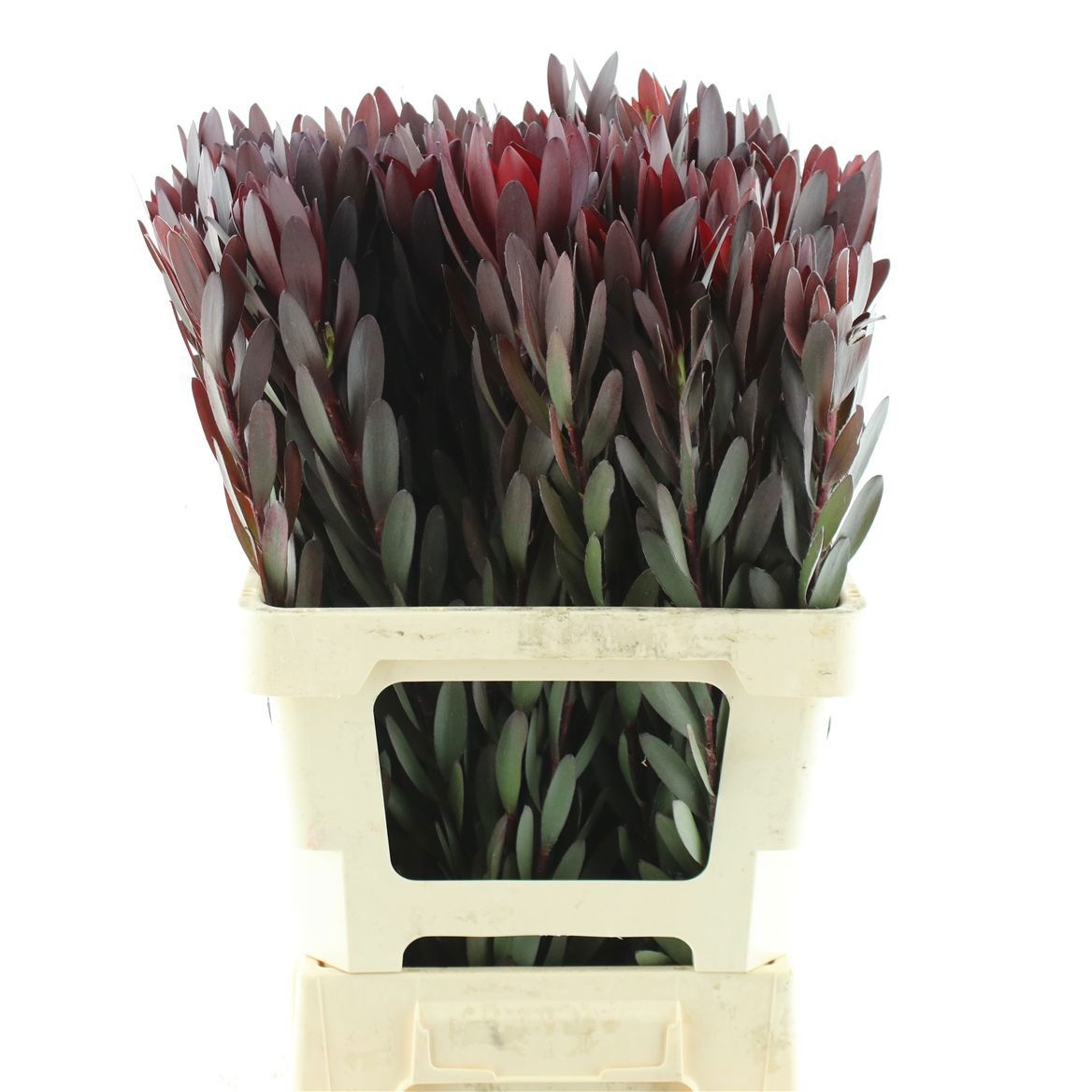 Leucadendron Safari Sunset 70cm