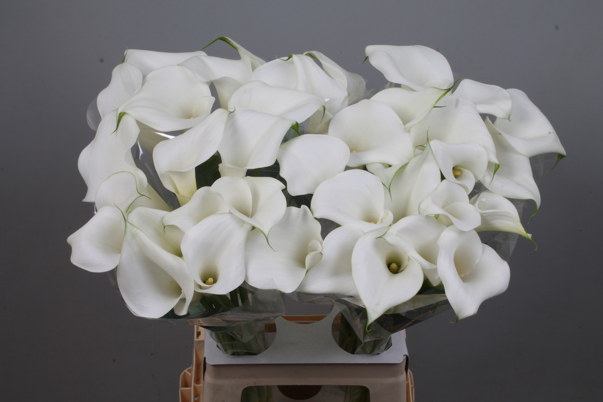 Calla Pure Art 70cm