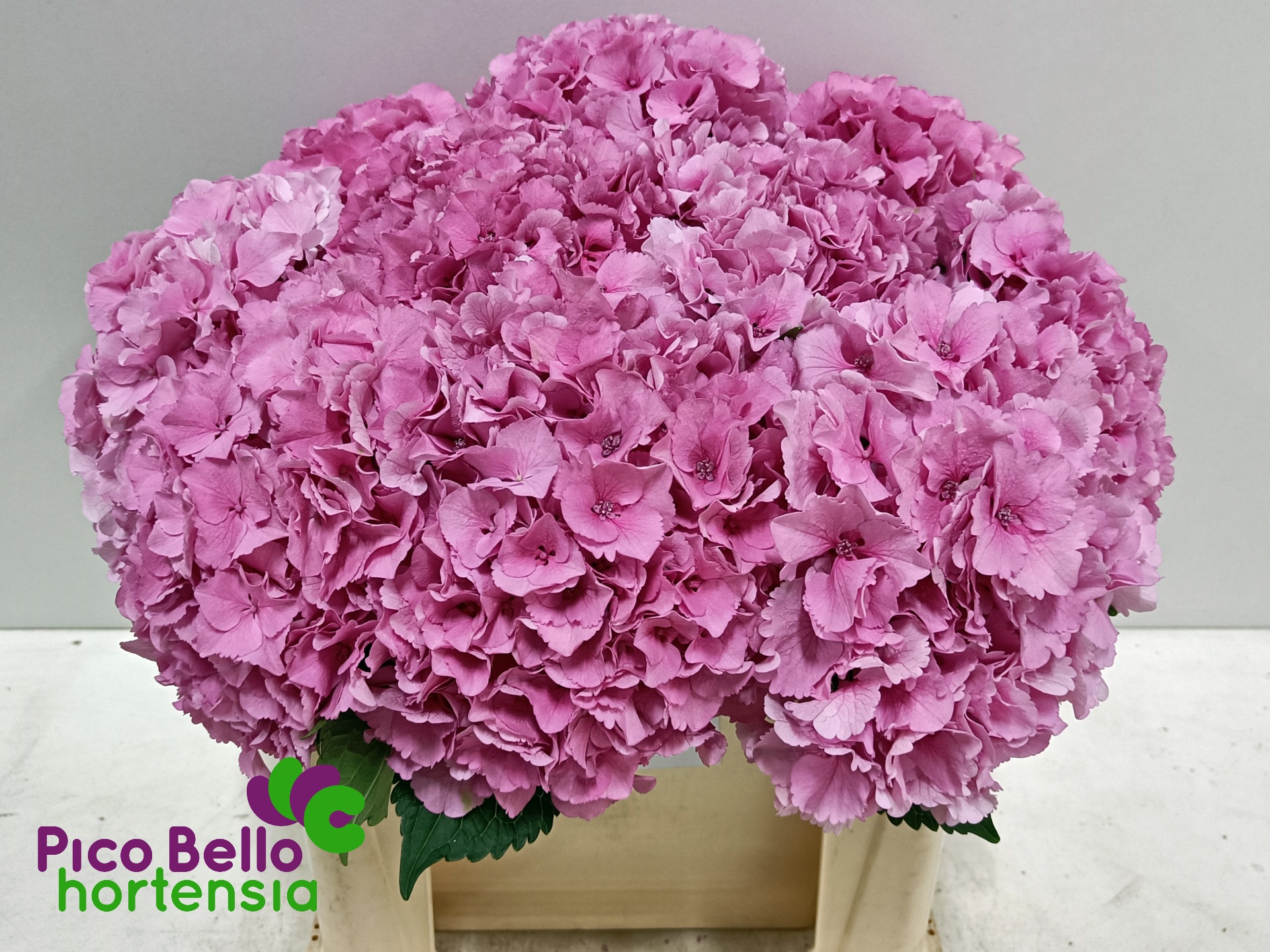 Hydrangea Royal Parade 50cm 16Ø