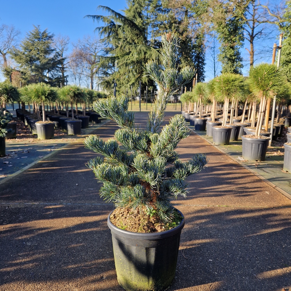 Picture of Pinus parviflora Aui C11 40/50