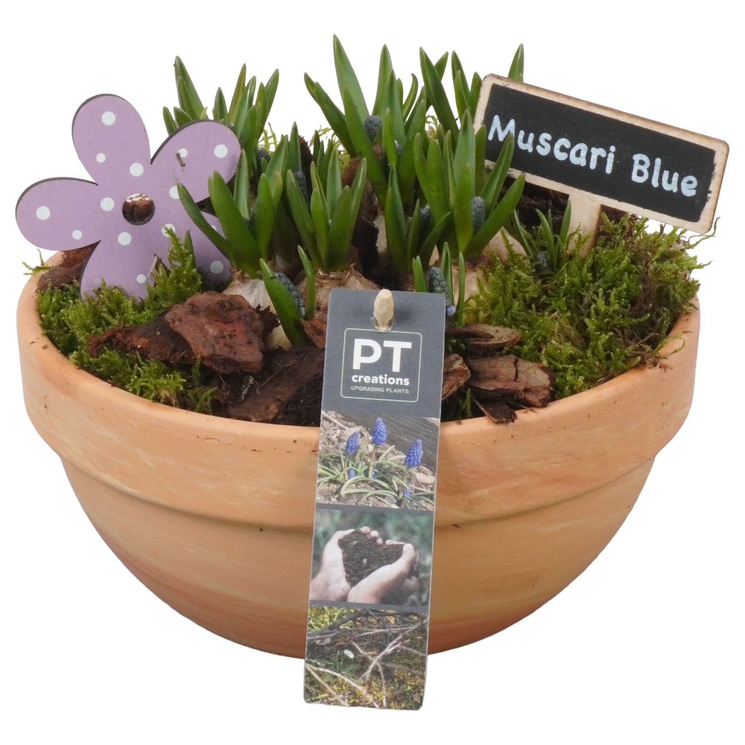 Picture of PTMB1067 Arrangement Muscari in terracotta bowl P19 18cm