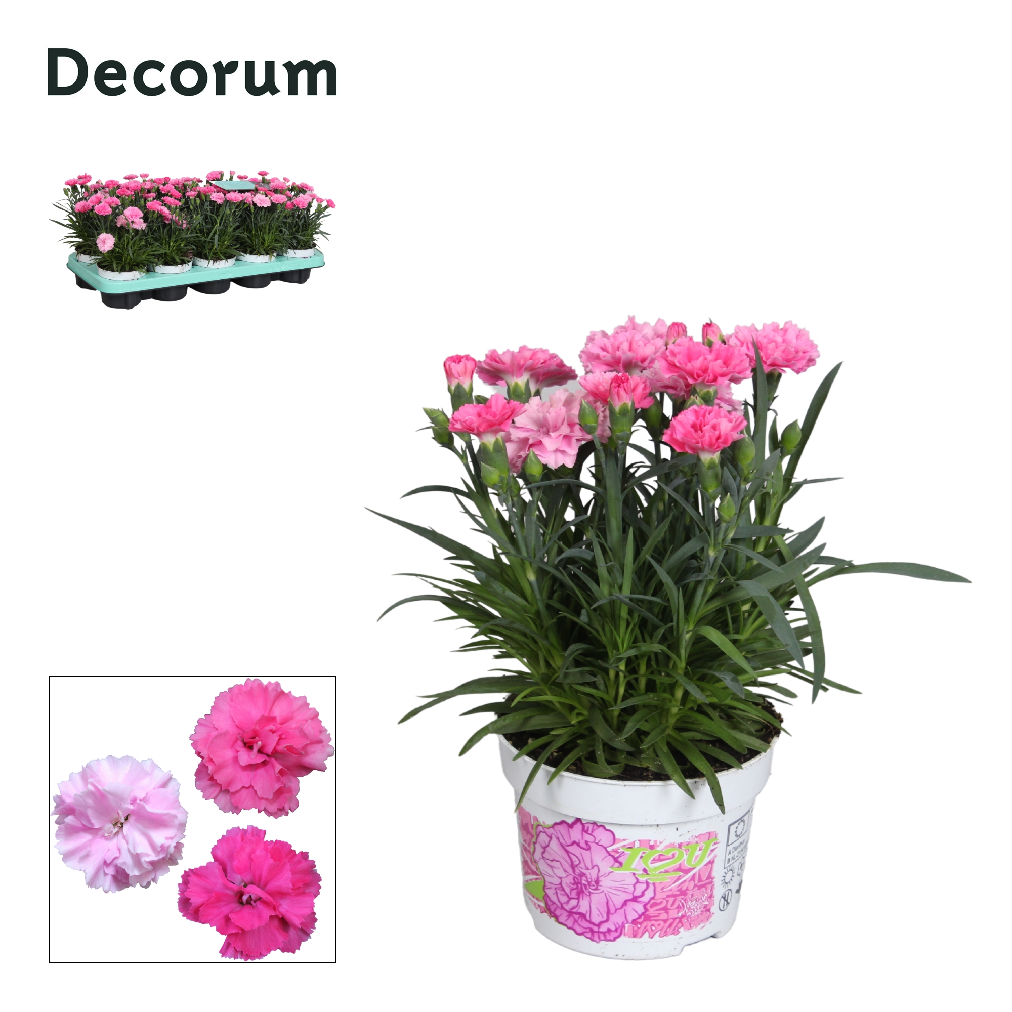 Picture of Dianthus I LOVE YOU (Decorum) P10.5 21CM