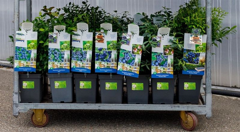 Vaccinium Mix VP5 - Vaccinium cor. Luxe Per laag 9 standaard en 12 luxe soorten