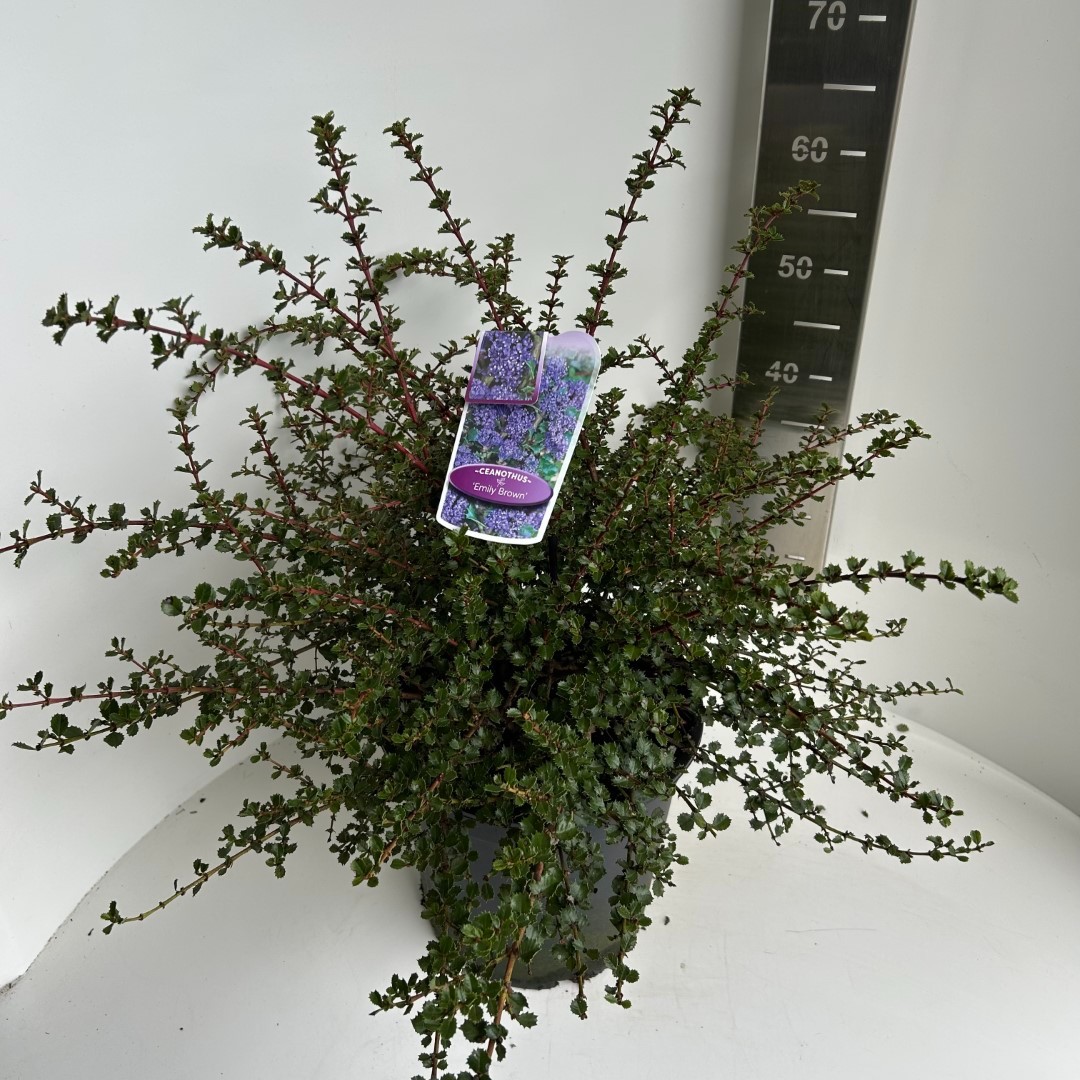 Picture of Ceanothus Emily Brown P29 (10 Ltr) (LOOSE)