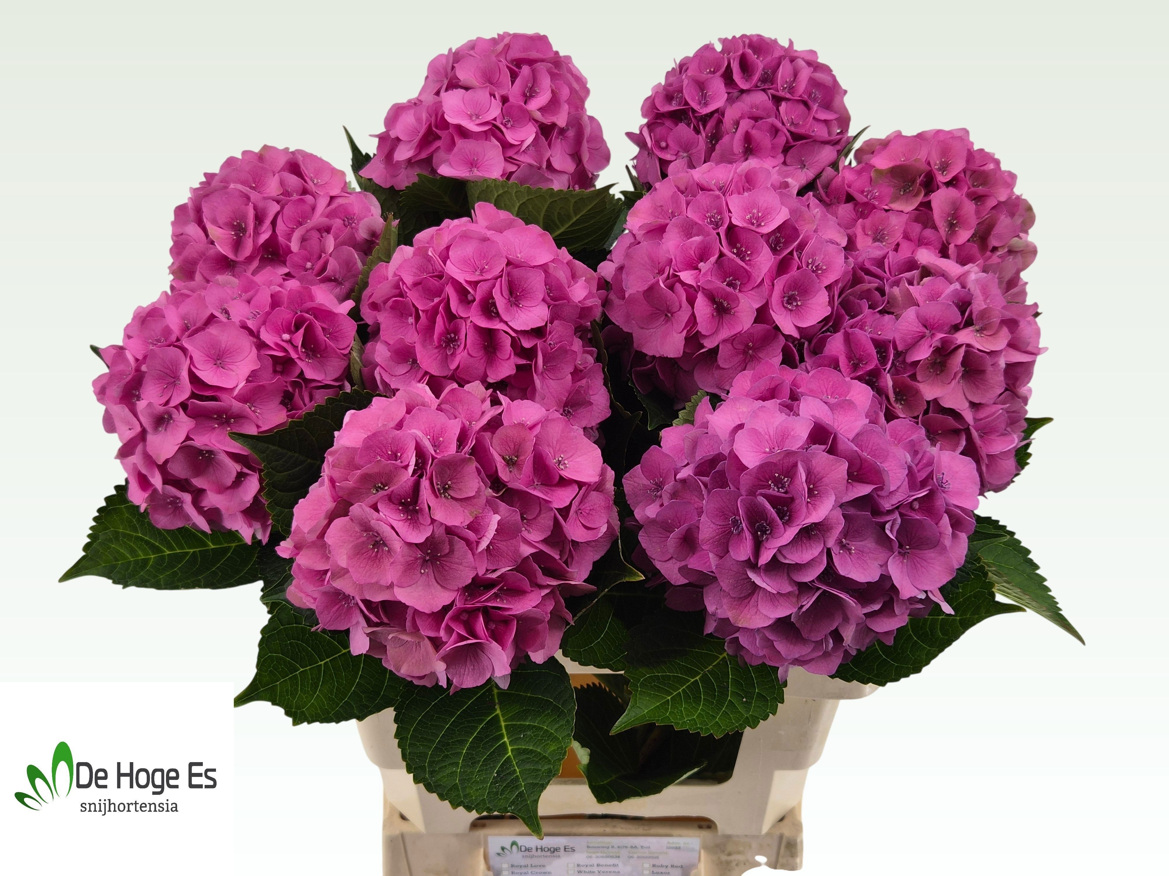 Hydrangea Royal Palace 60cm 14Ø