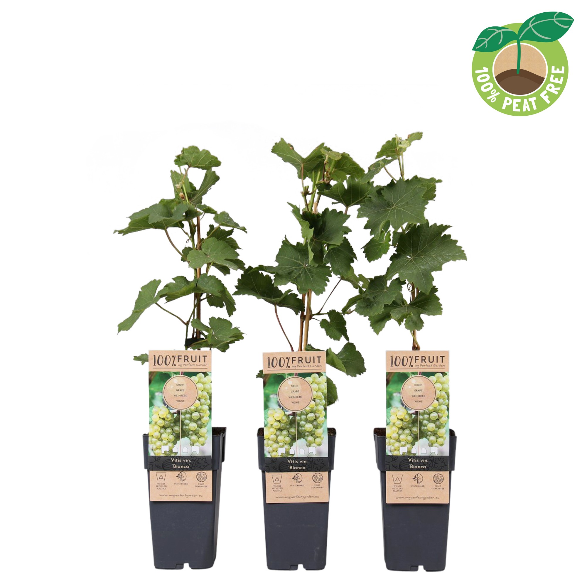 Picture of Vitis vinifera Bianca P15 (2 Ltr/high)