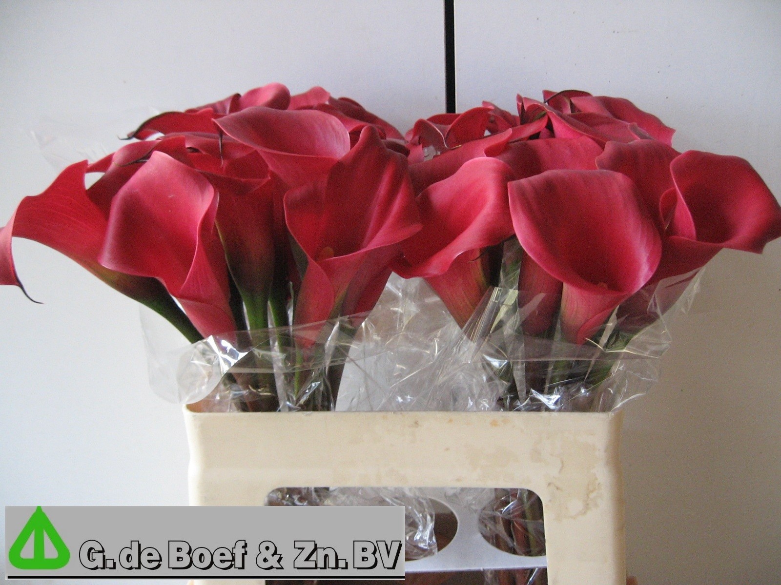 Calla Nashville 55cm