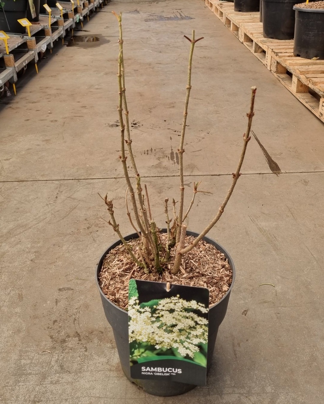 Picture of Sambucus nigra 'Obelisk' ®