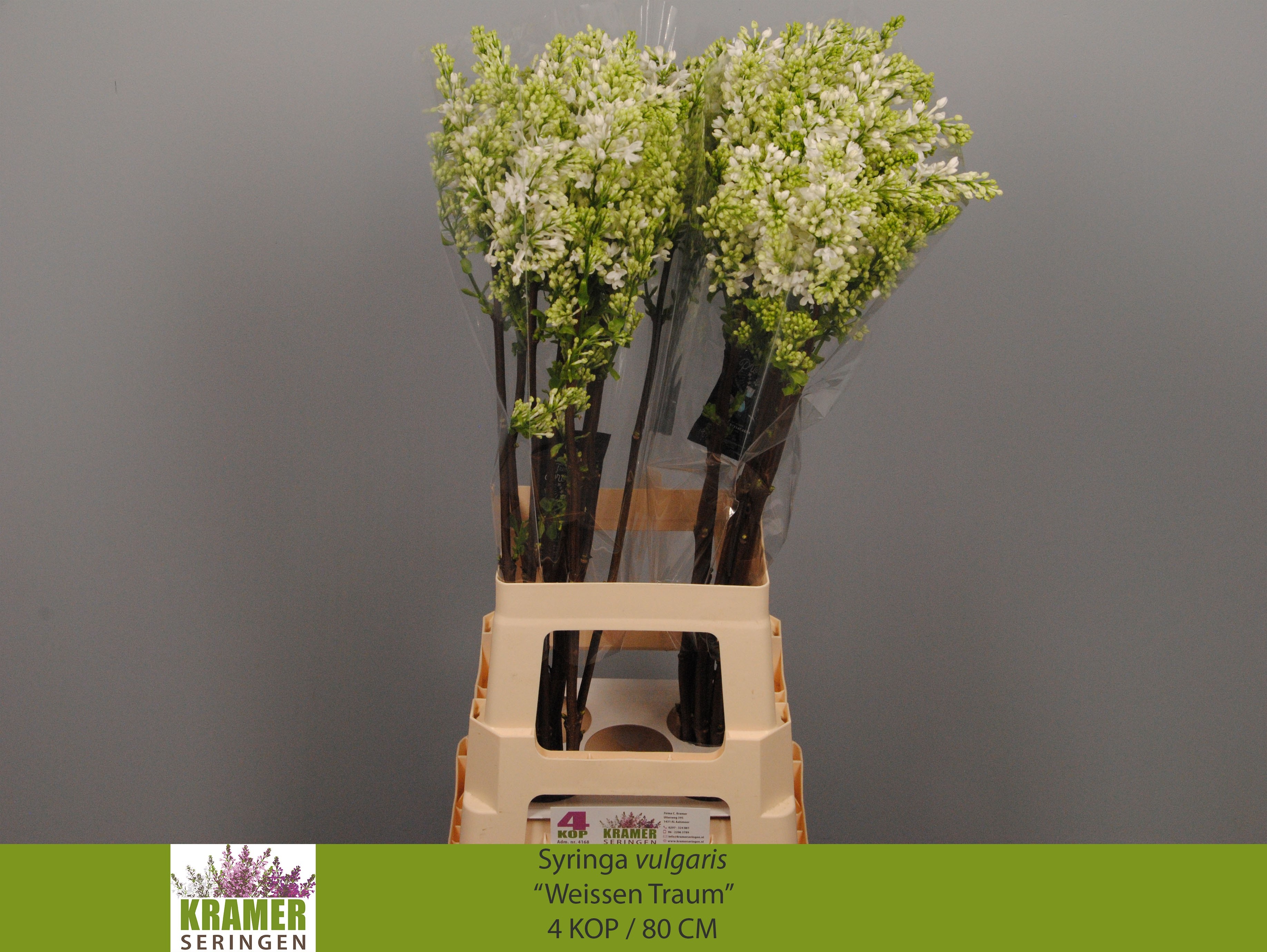 Syringa Engler Weiss 80cm 4