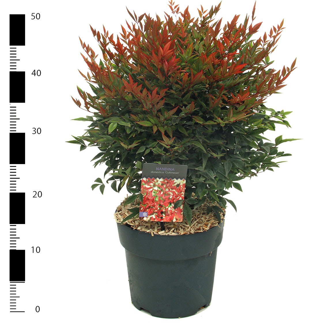 Picture of Nandina domestica 'Gulfstream'