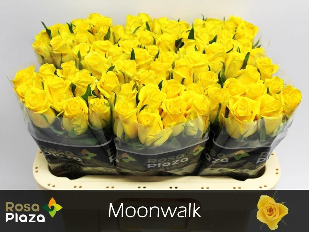 R Gr Moonwalk