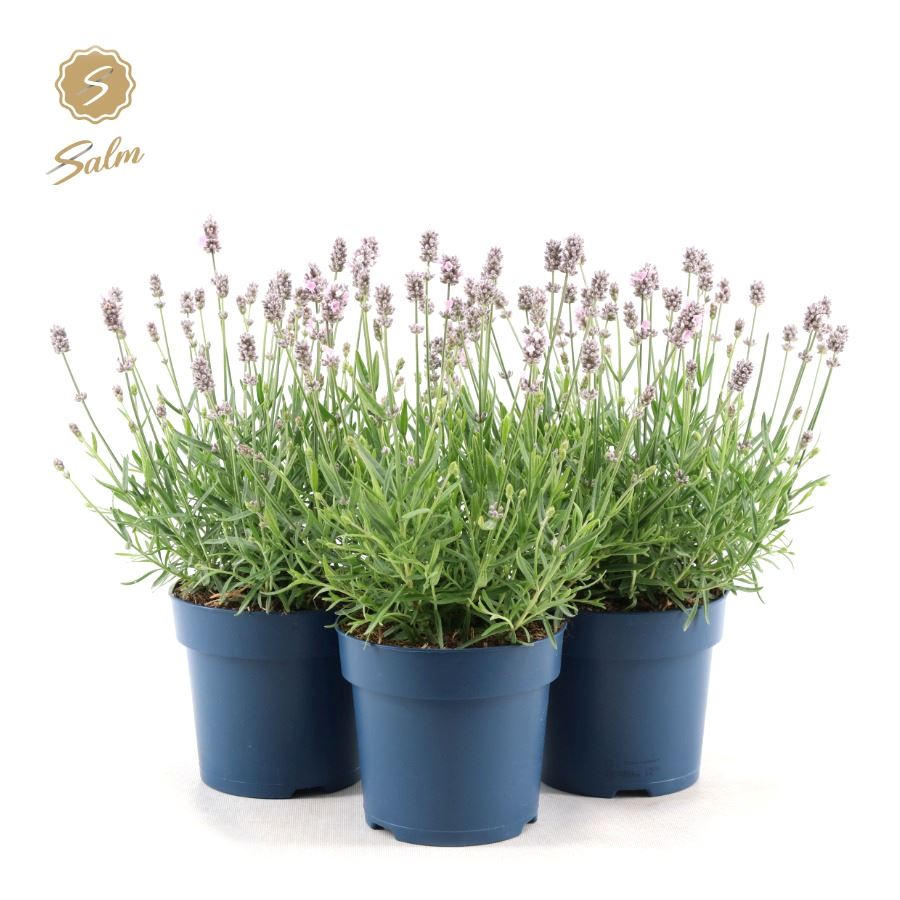 Picture of Lavandula ang. 'Felice Light Pink'® P15