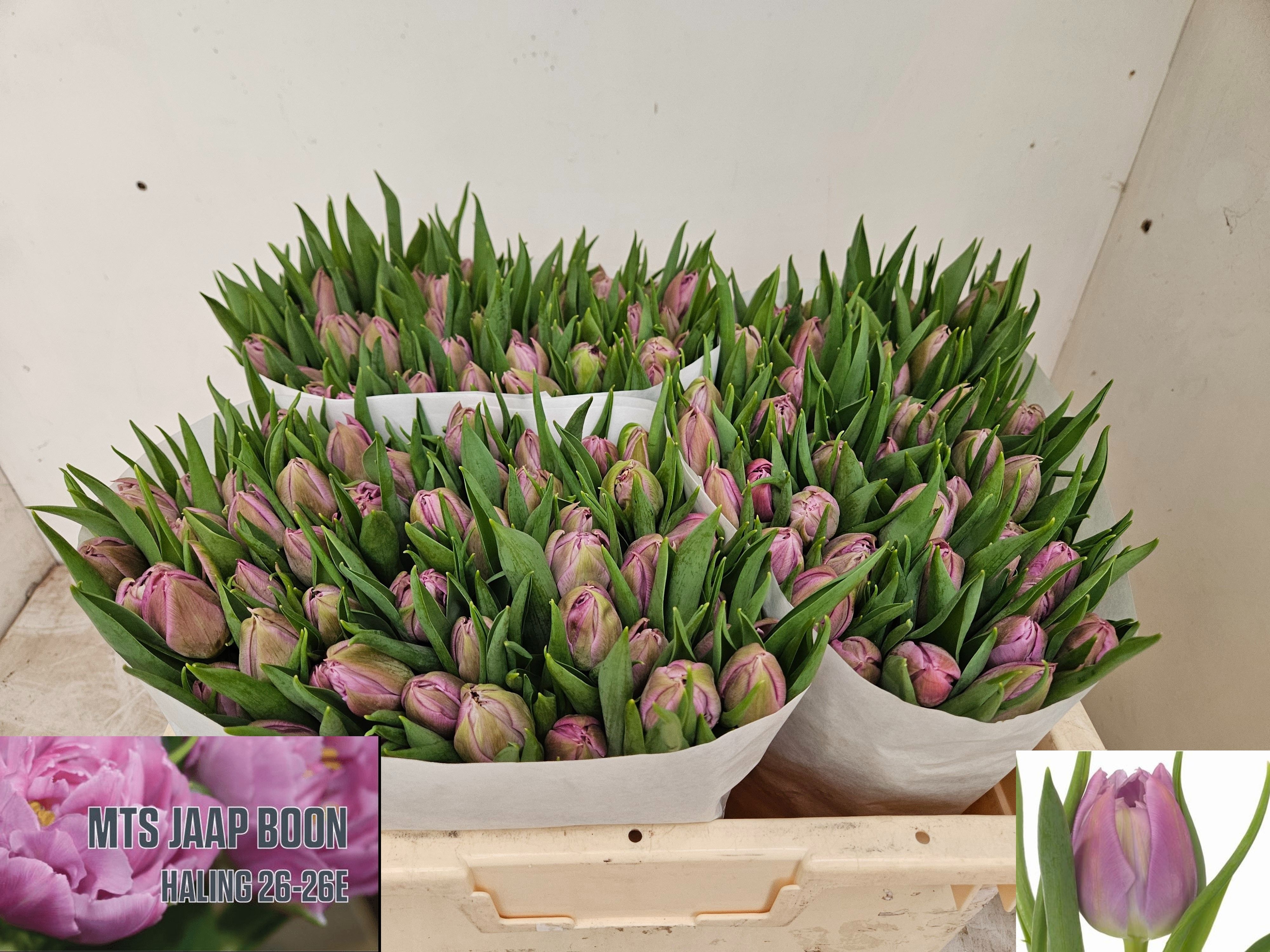 Tulipa Double Double Price 35cm 34gram