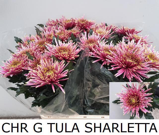 Chr G Tula Sharletta 80cm 120gram