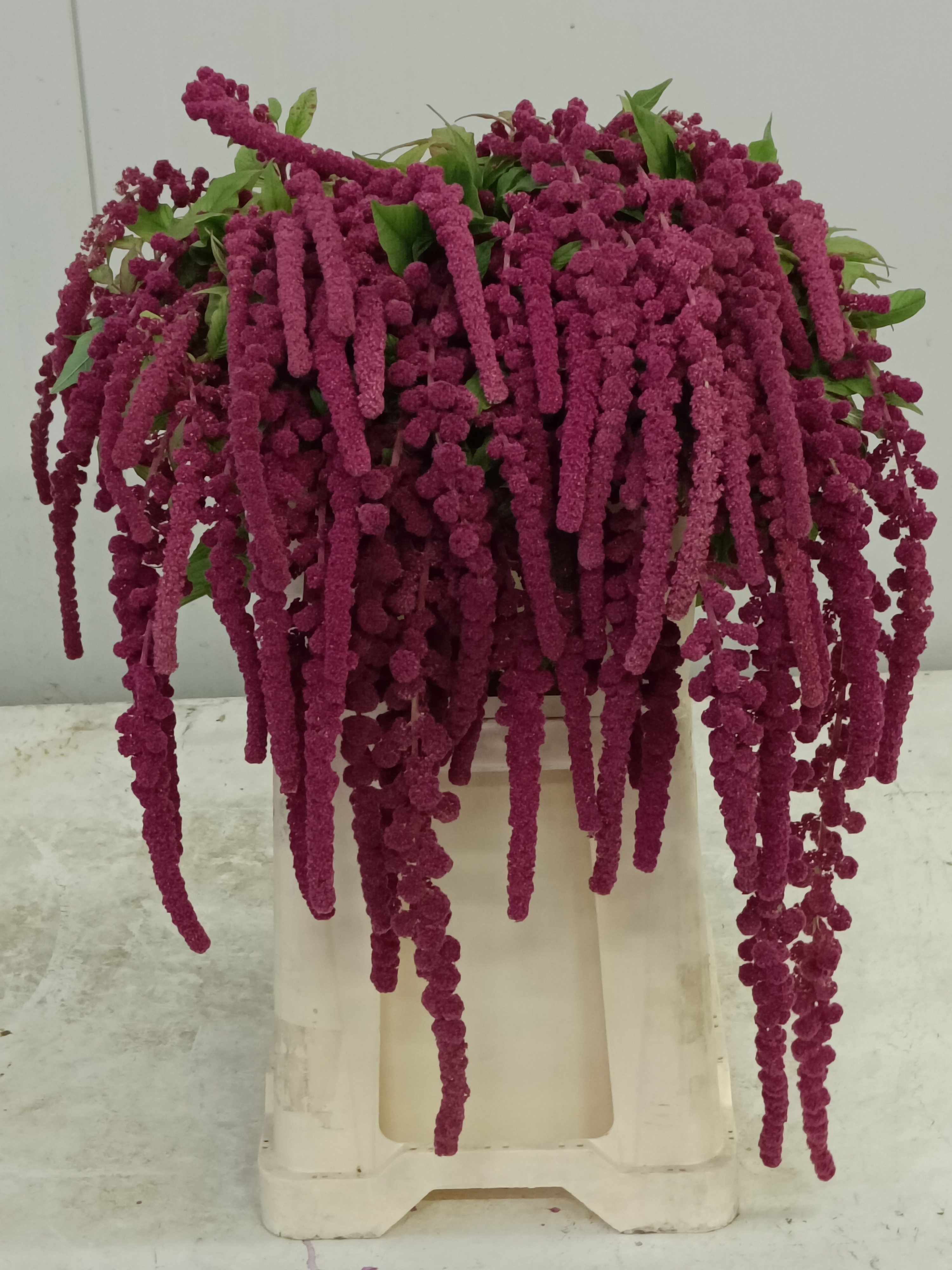Amaranthus Hang Rosary 70cm