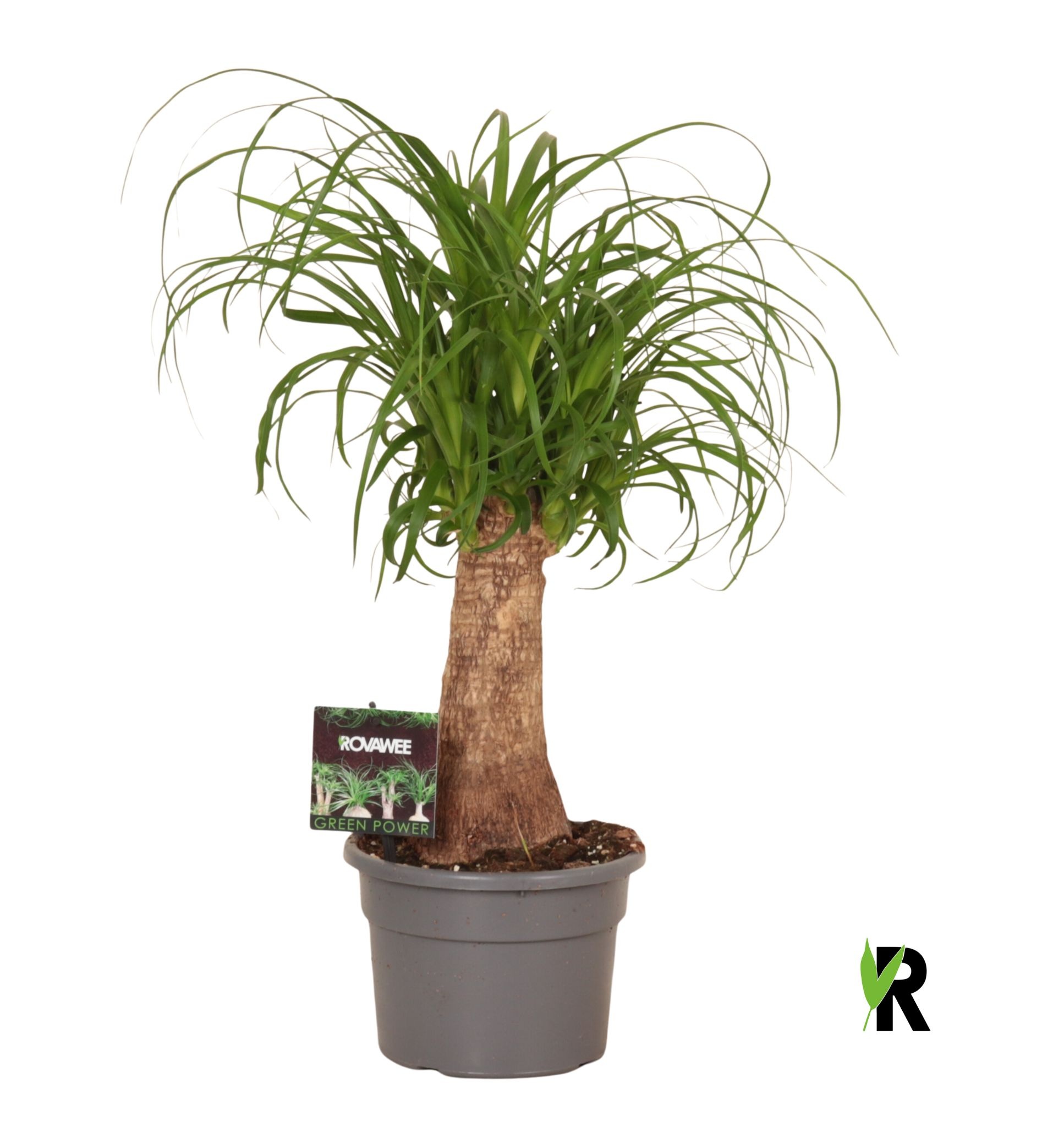 Beaucarnea rec. rechte stam