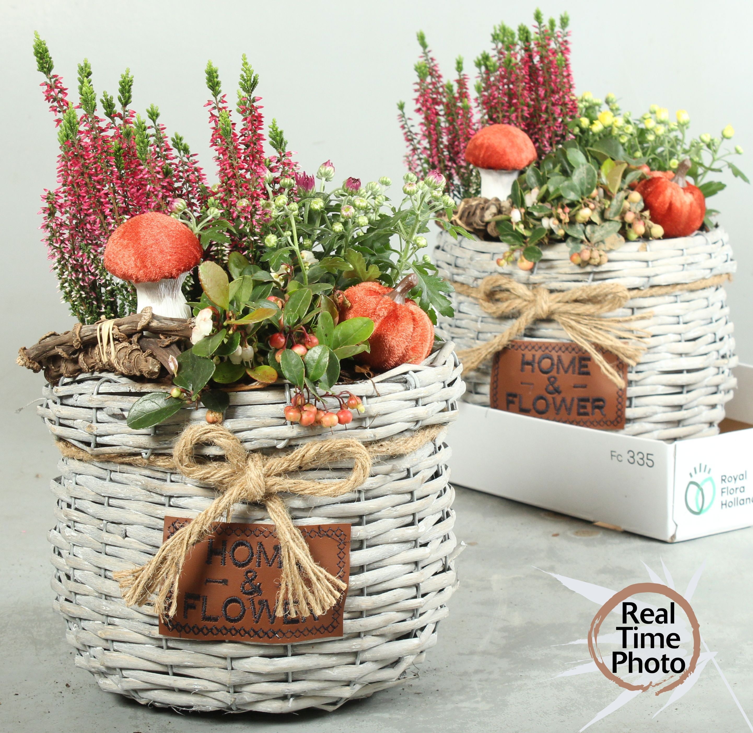 Arr Tuinplanten 25P 40cm
