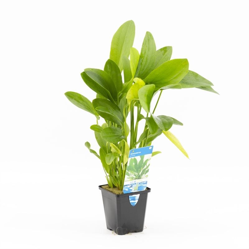 Echinodorus mix ( )
