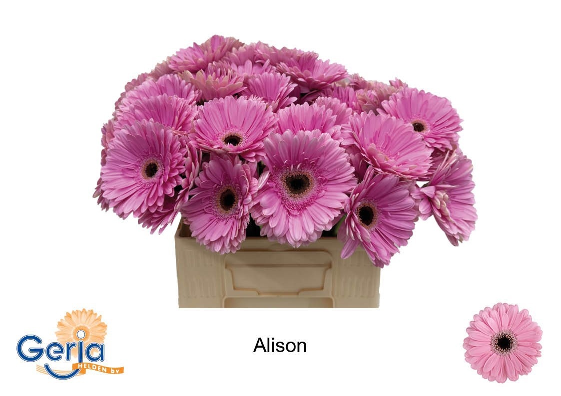 Ge Gr Alison
